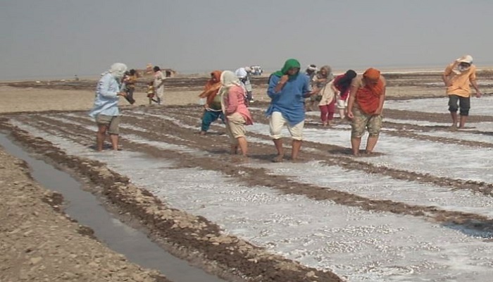 કચ્છના નાનારણમાં મીઠું પકવતા 2000 અગરિયાઓની કડકડતી ઠંડીમાં દયનીય હાલત