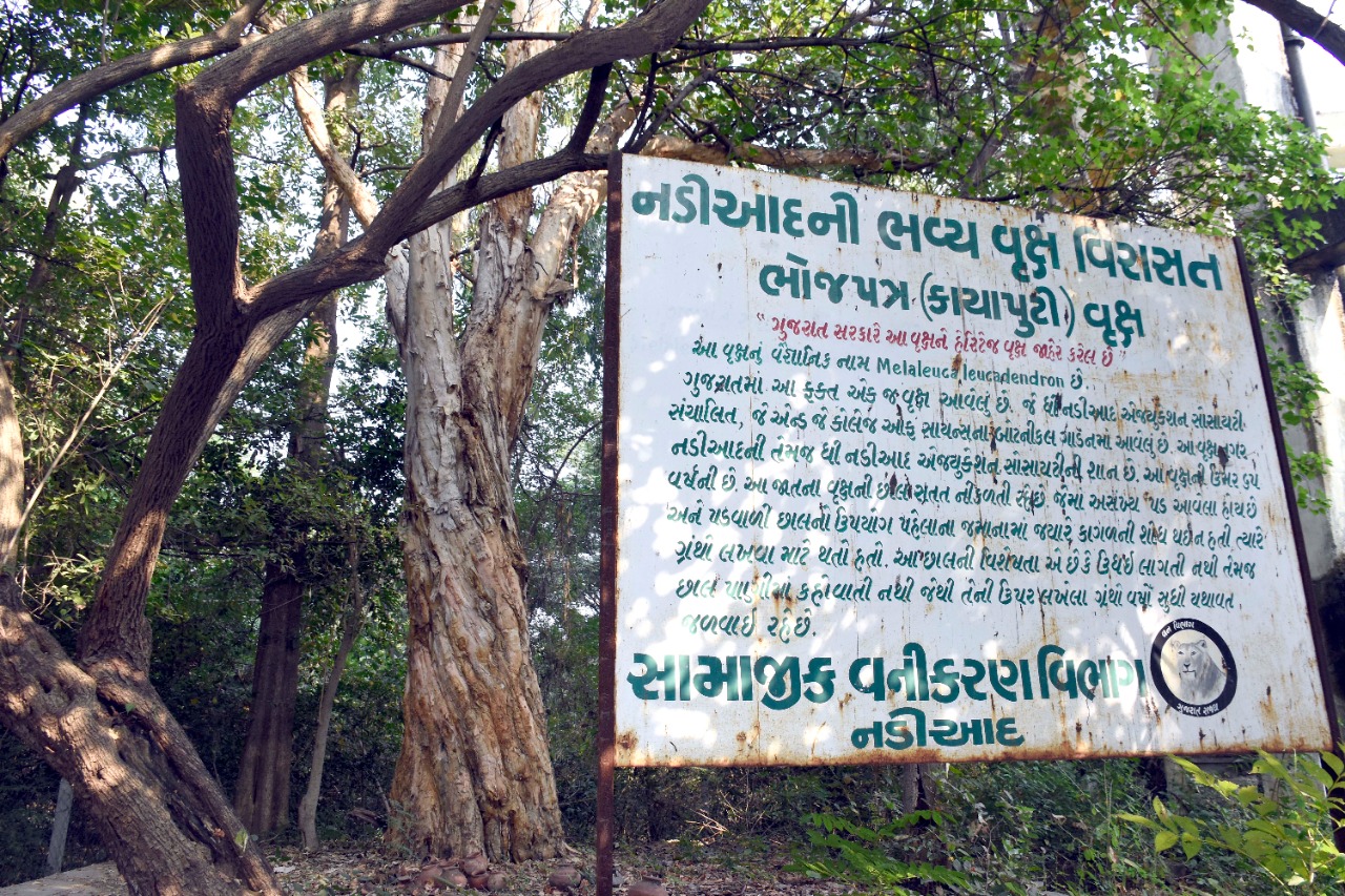 ગુજરાતમાં એકમાત્ર ભોજપત્રી વૃક્ષ નડિયાદમાં, વૃક્ષની છાલનો વર્ષો પહેલા ગ્રંથ લખવા થતો હતો ઉપયોગ