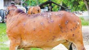 હવે બિહારમાં લંપી વાયરસનો ફેલાયો ભય – 2 ગાયોના મોત 1 હજારથી વધુ પશુઓ સંક્રમિત