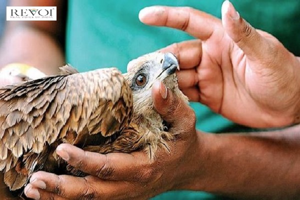 કરુણા અભિયાન-2023: ઘાયલ થયેલા કુલ 9523 પક્ષીઓને નવજીવન મળ્યું