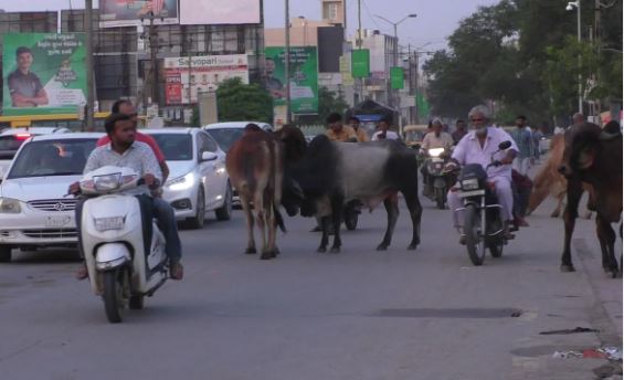 ગુજરાતની જનતાને રખડતા ઢોરમાંથી મળશે છુટકારો, 50 હજાર રખડતા આખલાઓની ખસી કરાશે