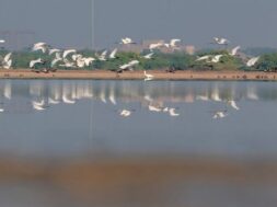 exotic brids