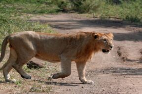 lion,
