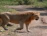 lion,