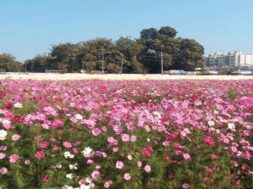 cosmos garden ahmedabad