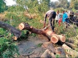 gandhinagar-tree-cut-1