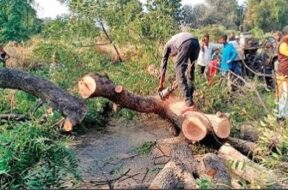 gandhinagar-tree-cut-1