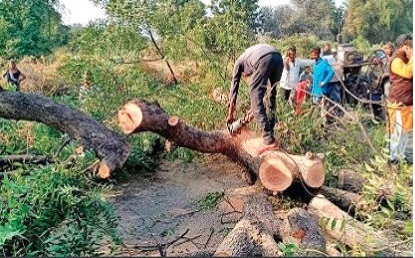 ગાંધીનગરમાં ઘટાદાર લીલાછમ 199 વૃક્ષો જડમૂળથી કાપવા સામે વિરોધ છતાં વન વિભાગે આપી મંજુરી