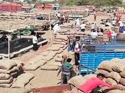 mahuva market yard