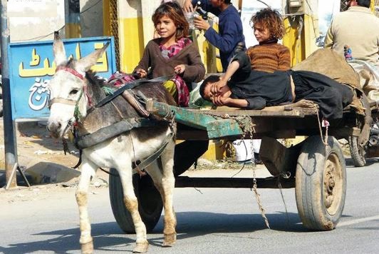 પાકિસ્તાનઃ પેટ્રોલ-ડિઝલના ભાવમાં તોતિંગ વધારા બાદ પ્રજાના પરિવહનનો ભાર હવે ગધેડાઓ ઉપર