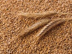 WHEAT REVOINDIA