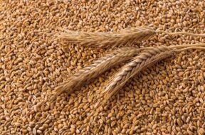 WHEAT REVOINDIA