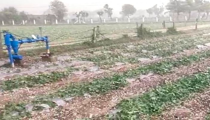 બનાસકાંઠામાં કમોસમી વરસાદને કારણે શાકભાજી સહિત ઉનાળું પાકના વાવેતરને નુકશાન