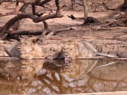 gir forest, water troughs for lions