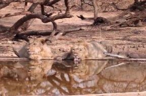 gir forest, water troughs for lions