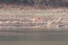 junagagh, dam, lion
