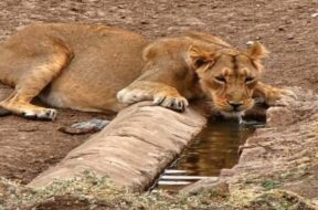 lion, water, summer