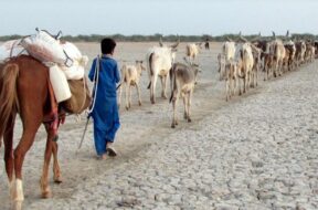 KUTCH, BANNI, WATER PROBLEM