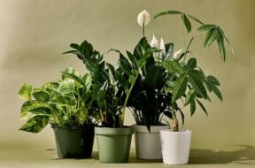 2023_5image_15_12_365044082plantsinhome-ll