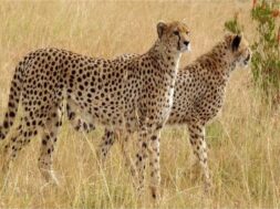 2023_5image_17_05_467836933cheetah-ll