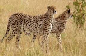 2023_5image_17_05_467836933cheetah-ll