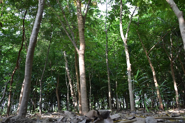 અમરેલીમાં પડતર જમીન ઉપર 1750 વૃક્ષનું મિયાવાકી જંગલ બન્યું