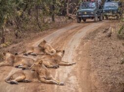 gir sanctuary