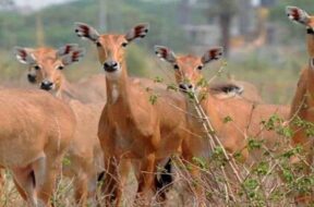 nilgai