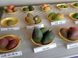 surat,mangoes exhibition