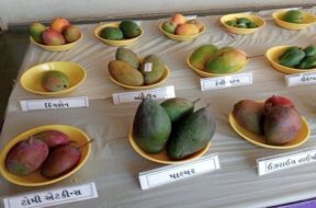 surat,mangoes exhibition