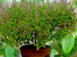 2023_6image_13_07_537170720tusliplant-ll