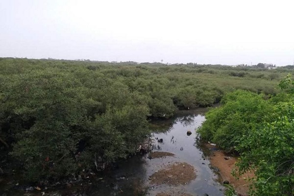 વિશ્વ પર્યાવરણ દિવસ : ધોલેરામાં અત્યાર સુધીમાં અંદાજિત 7000 હેક્ટરમાં ચેરનું વાવેતર થયું