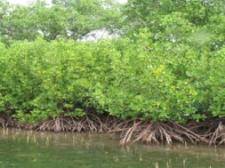 mangrove trees