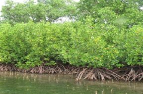 mangrove trees