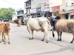 stray cattle