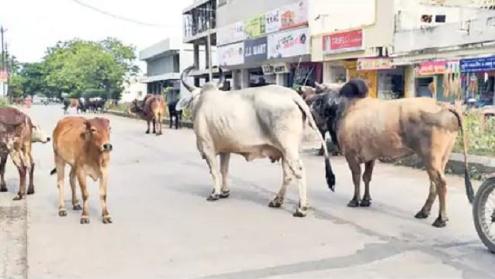 જૈનોના તિર્થસ્થાન પાલિતાણામાં રખડતા ઢોરોના ત્રાસથી નાગરિકો પરેશાન