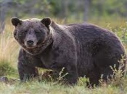 bear
