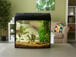 2023_7image_15_55_127855551aquarium-home-vastu-ll