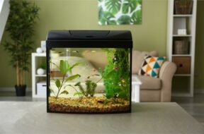 2023_7image_15_55_127855551aquarium-home-vastu-ll