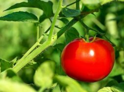 2023_7image_16_01_217596875maintomatogrowin-ll