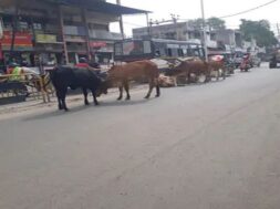 stray cattle