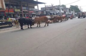 stray cattle
