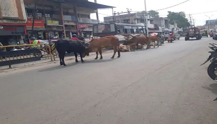 જૈનોના યાત્રાધામ પાલિતાણામાં જાહેર રસ્તાઓ પર રખડતા ઢોરથી લોકો પરેશાન
