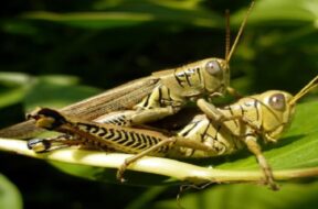 Grasshopper