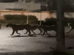 lion in highway road