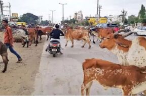 stray cattle