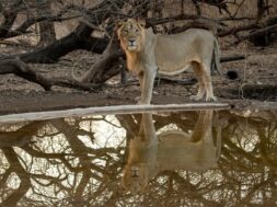 સિંહ LION 1