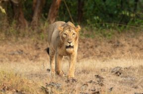 સિંહ LION 4