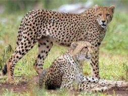 2023_9image_13_27_148795868cheetah-ll