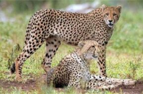 2023_9image_13_27_148795868cheetah-ll